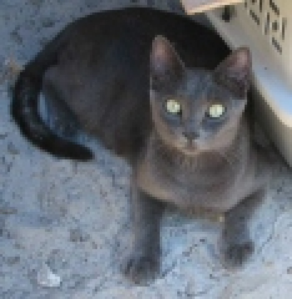 [picture of Kora, a Korat gray cat]