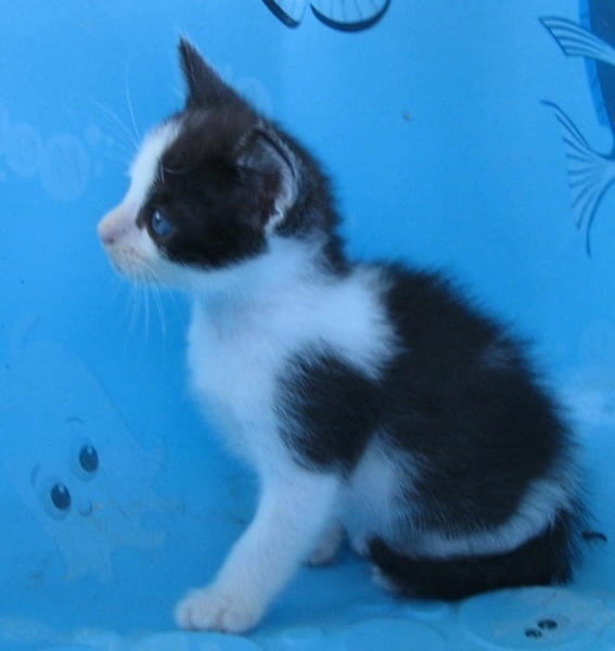 [picture of Milo, a Domestic Short Hair black/white cat]