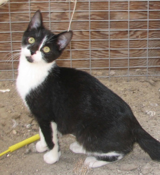 [picture of Jasmine, a Domestic Short Hair black/white cat]