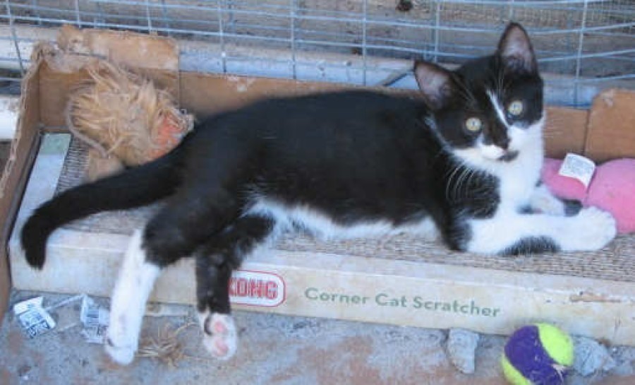 [picture of Jasmine, a Domestic Short Hair black/white cat]