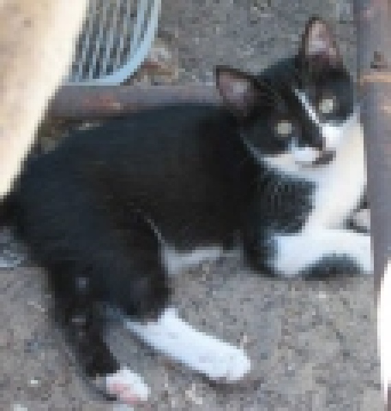 [picture of Jasmine, a Domestic Short Hair black/white cat]