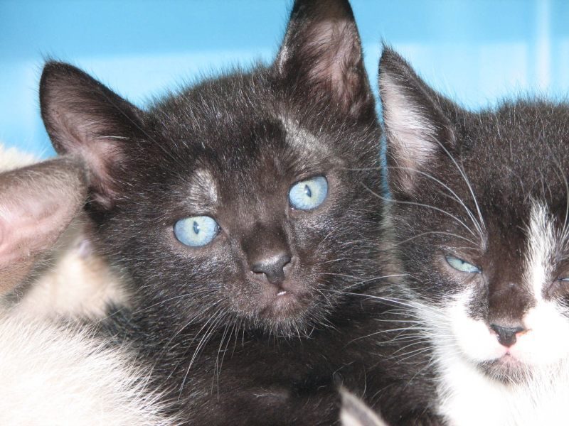 [picture of Bambi, a Domestic Short Hair black cat]