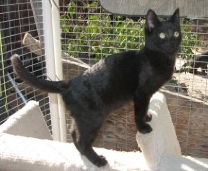 [picture of Bambi, a Domestic Short Hair black cat]