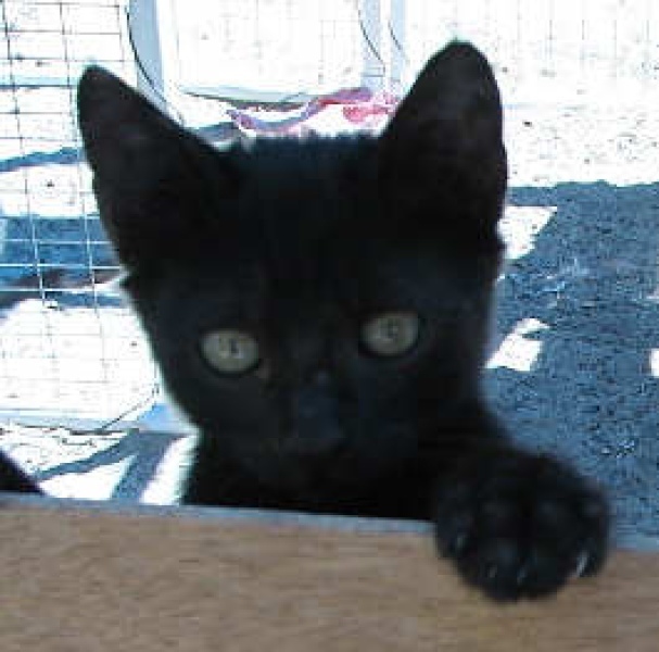 [picture of Bambi, a Domestic Short Hair black cat]