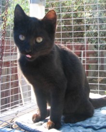 [picture of Bambi, a Domestic Short Hair black cat]