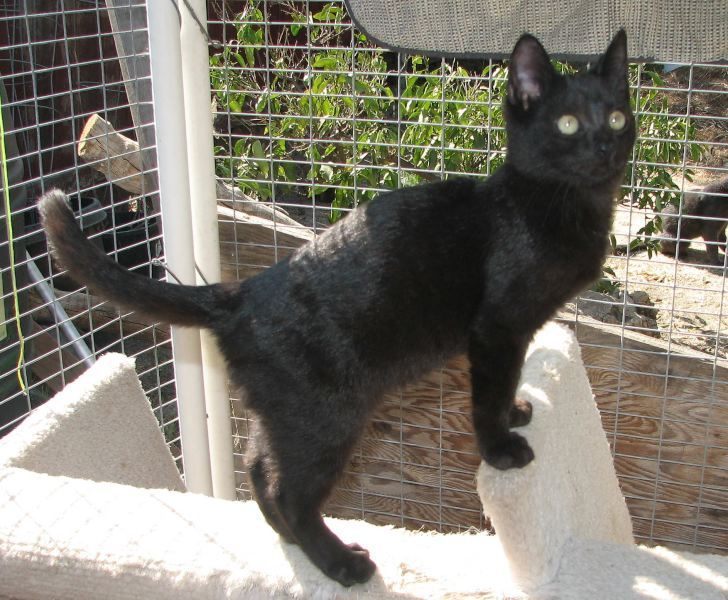 [picture of Bambi, a Domestic Short Hair black cat]