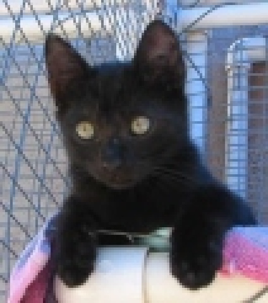 [picture of Bambi, a Domestic Short Hair black cat]