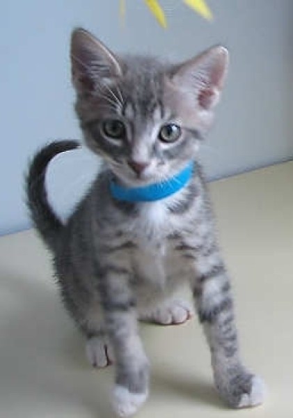 [picture of Joey, a Domestic Short Hair gray tabby/white cat]