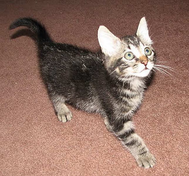[picture of Izzy, a Domestic Short Hair dark classic tabby cat]