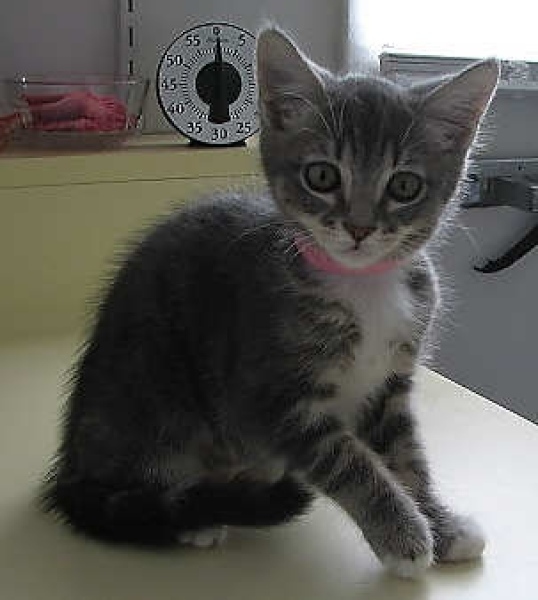 [picture of Shannon, a Domestic Short Hair dark gray classic tabby/white cat]