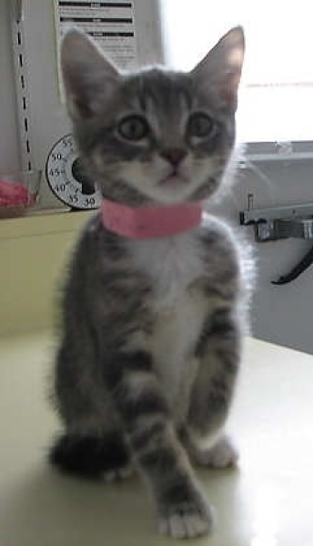 [picture of Shannon, a Domestic Short Hair dark gray classic tabby/white cat]