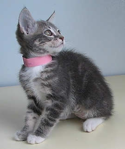 [picture of Shannon, a Domestic Short Hair dark gray classic tabby/white cat]