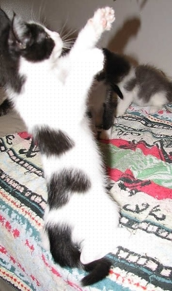 [picture of Benjy, a Domestic Short Hair white/black cat]
