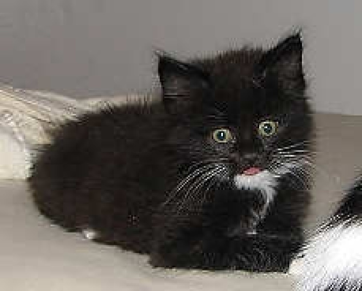 [picture of Bruce, a Domestic Medium Hair black/white cat]