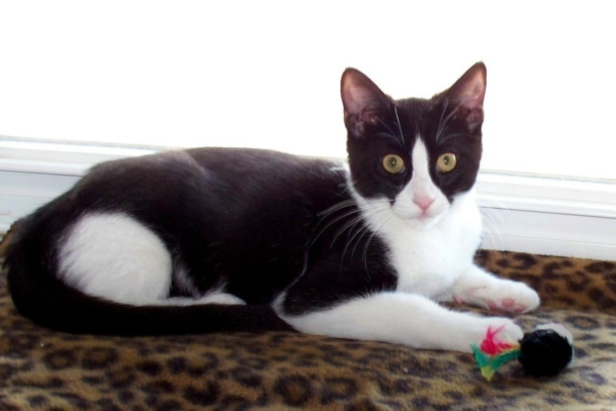 [picture of Bobby, a Domestic Short Hair black/white cat]