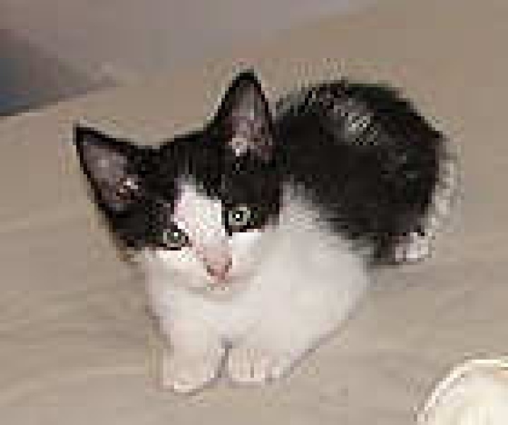 [picture of Bonnie, a Domestic Short Hair black/white cat]
