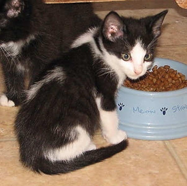 [picture of Bonnie, a Domestic Short Hair black/white cat]