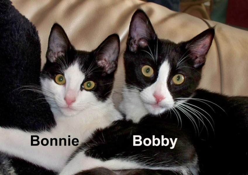 [picture of Bonnie, a Domestic Short Hair black/white cat]