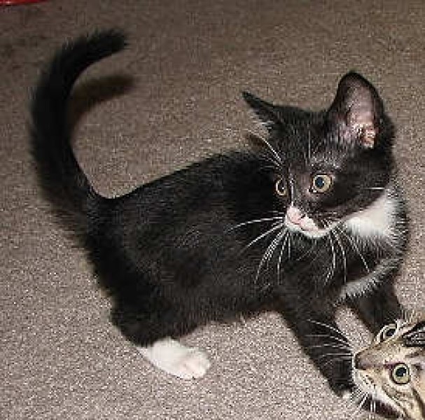 [picture of Mo, a Domestic Short Hair black/white cat]