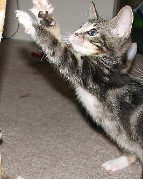 [picture of Po, a Domestic Short Hair brown classic tabby/white cat]