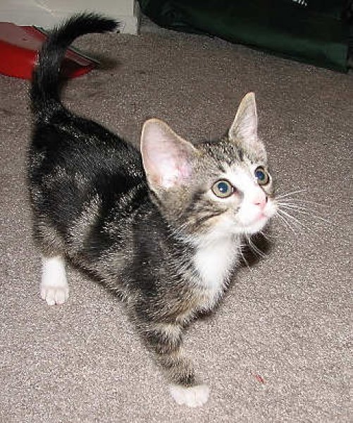 [picture of Po, a Domestic Short Hair brown classic tabby/white cat]