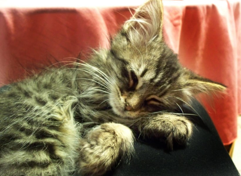 [picture of Olivia, a Domestic Long Hair black-brown tabby cat]