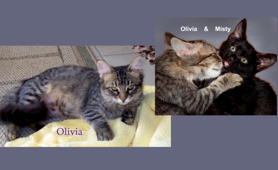 [picture of Olivia, a Domestic Long Hair black-brown tabby cat]