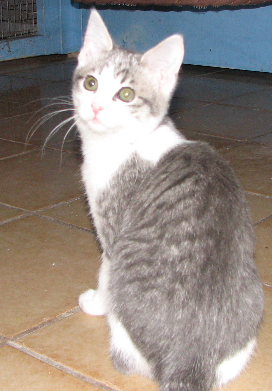 white and grey shorthair cat