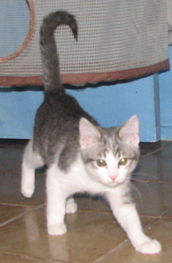 [picture of Fina, a Domestic Short Hair gray tabby/white cat]