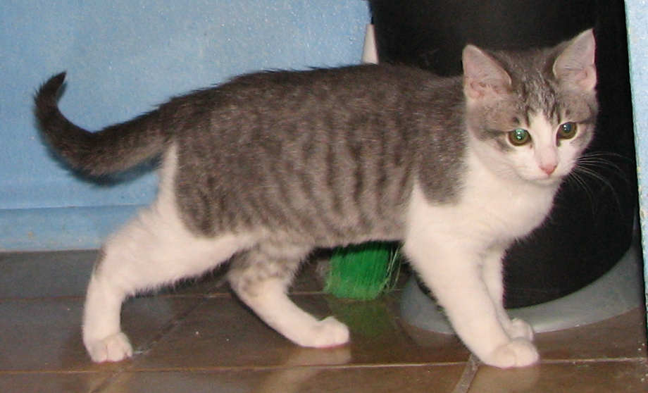 [picture of Fina, a Domestic Short Hair gray tabby/white cat]