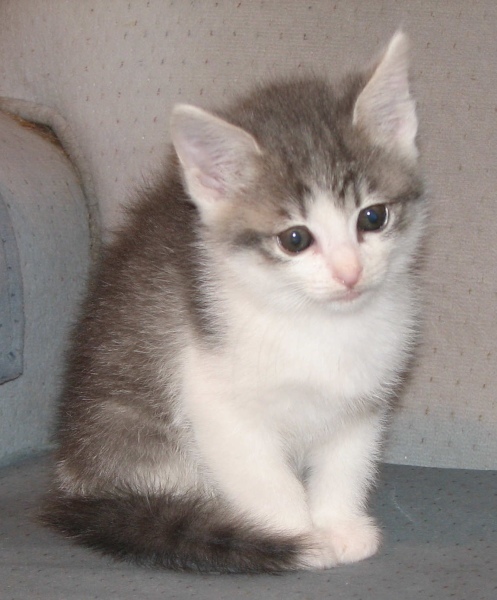 [picture of Fina, a Domestic Short Hair gray tabby/white cat]