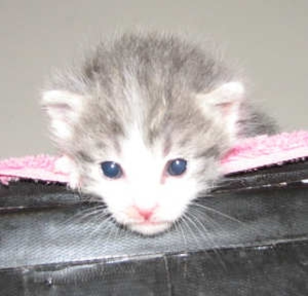 [picture of Fina, a Domestic Short Hair gray tabby/white cat]