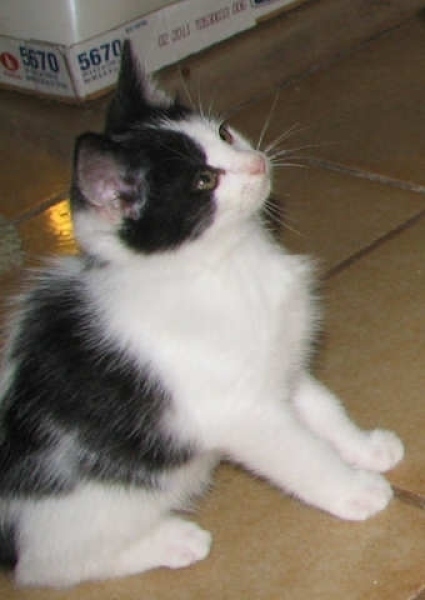 [picture of Emma, a Domestic Short Hair black/white cat]