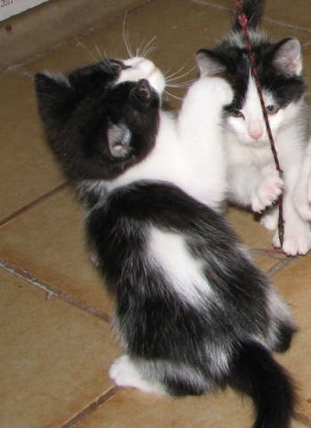 [picture of Emma, a Domestic Short Hair black/white cat]