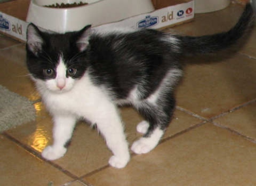 [picture of Emma, a Domestic Short Hair black/white cat]