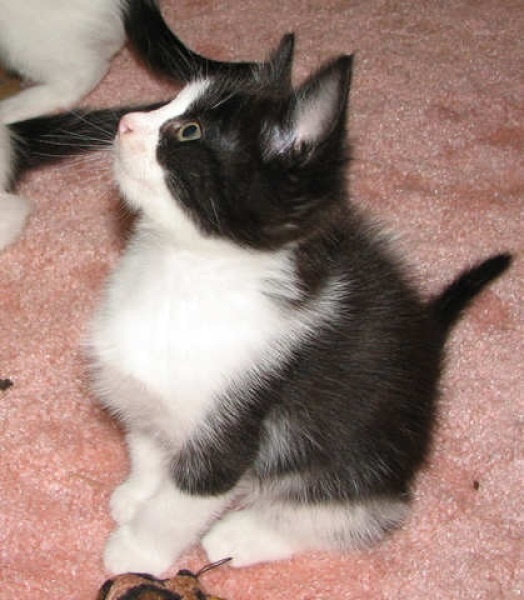[picture of Abby, a Domestic Short Hair black/white cat]