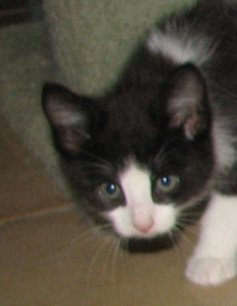 [picture of Abby, a Domestic Short Hair black/white cat]