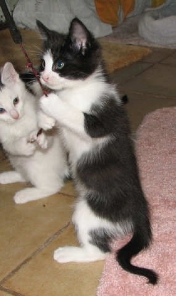 [picture of Abby, a Domestic Short Hair black/white cat]