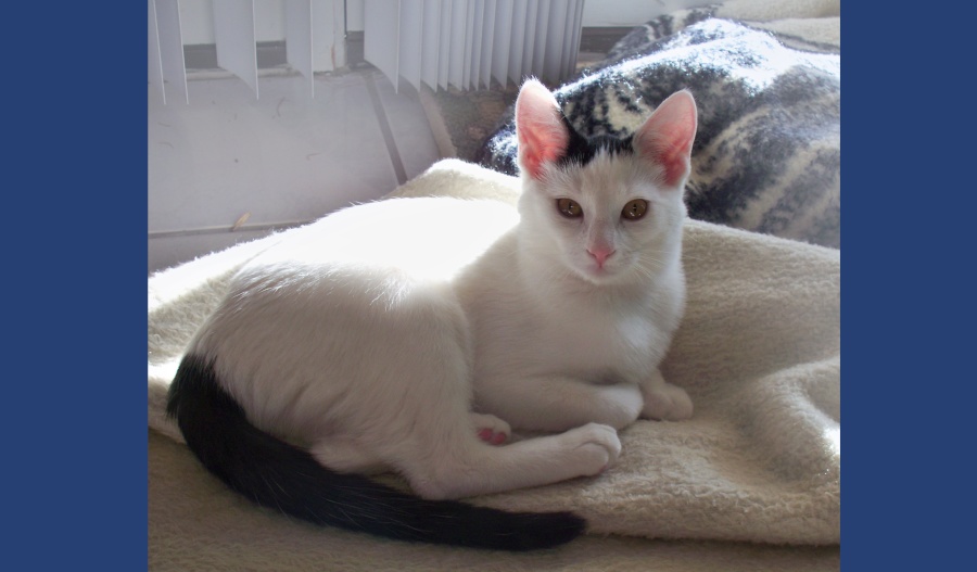 [picture of Lily, a Domestic Short Hair white/black cat]