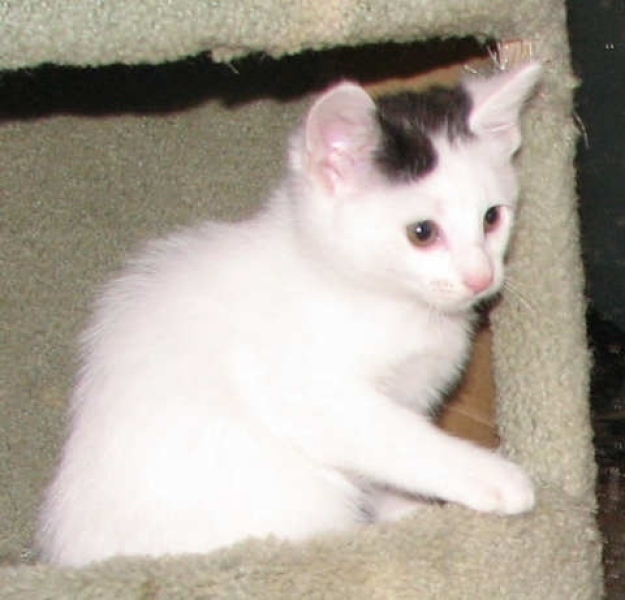 [picture of Lily, a Domestic Short Hair white/black cat]