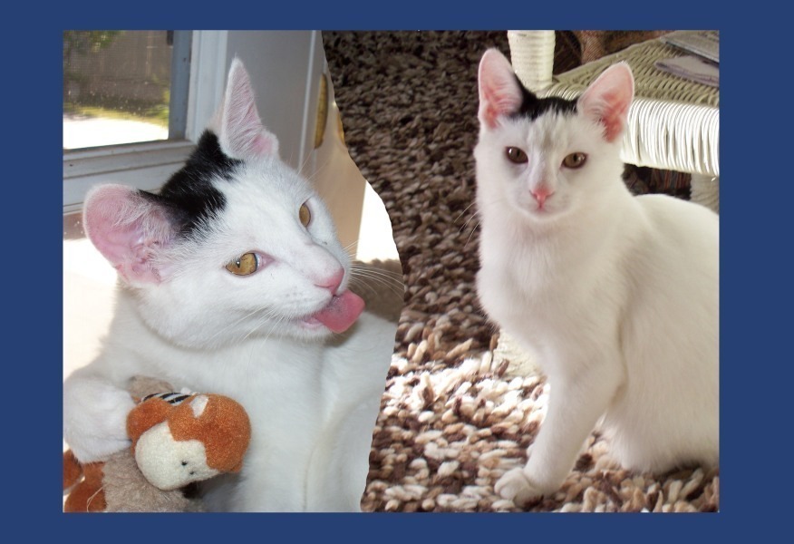 [picture of Lily, a Domestic Short Hair white/black cat]