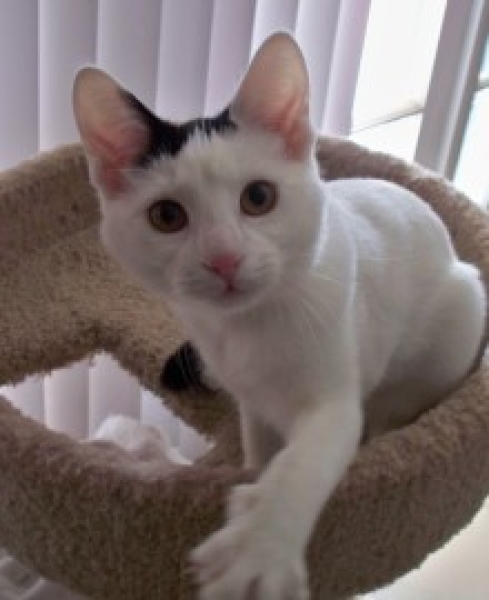 [picture of Lily, a Domestic Short Hair white/black cat]