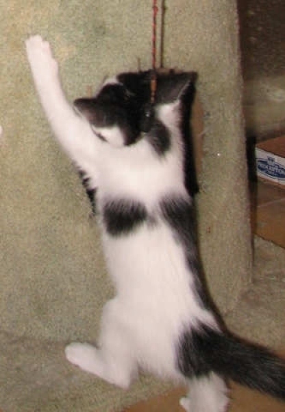 [picture of Lucky, a Domestic Short Hair white/black cat]