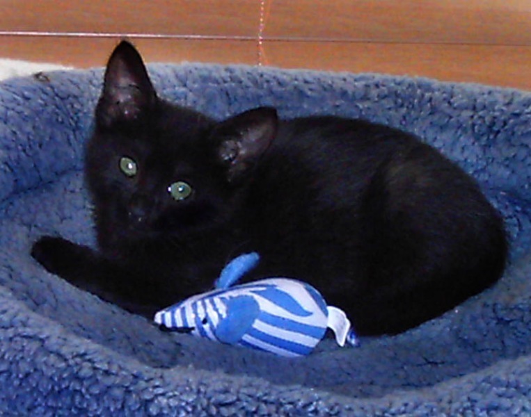 [picture of Misty, a Domestic Short Hair black cat]