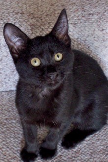 [picture of Misty, a Domestic Short Hair black cat]