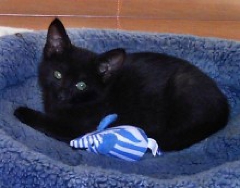[picture of Misty, a Domestic Short Hair black cat]