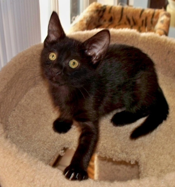 [picture of Misty, a Domestic Short Hair black cat]