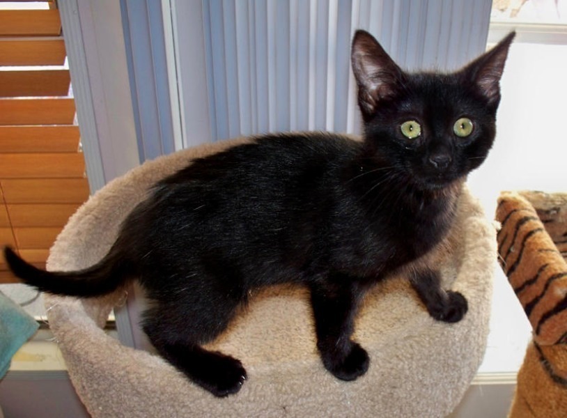 [picture of Misty, a Domestic Short Hair black cat]