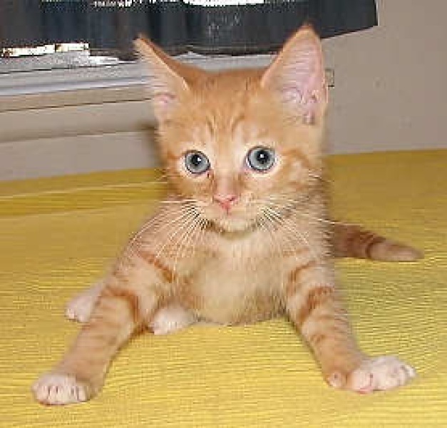 [picture of Arabella, a Domestic Short Hair orange tabby/white cat]