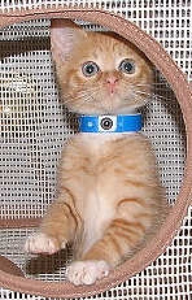 [picture of Arabella, a Domestic Short Hair orange tabby/white cat]